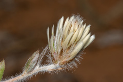 Ptilotus seminudus