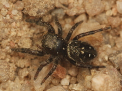 Phidippus olympus