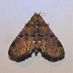 Metalectra quadrisignata