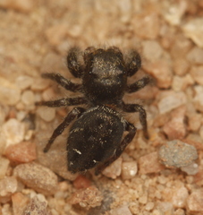 Phidippus olympus