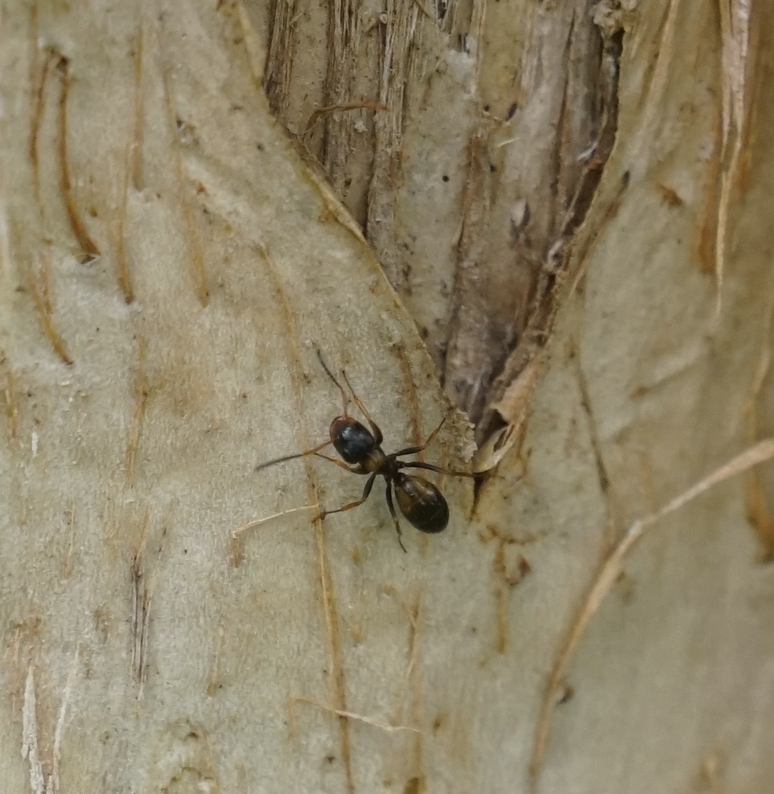 Opisthopsis respiciens respiciens