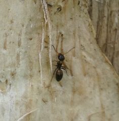 Opisthopsis