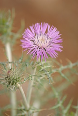 Galactites tomentosus