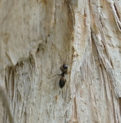 Opisthopsis