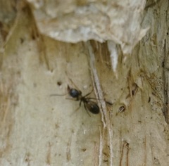 Opisthopsis