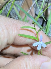 Lobelia stenophylla