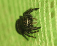 Phidippus olympus