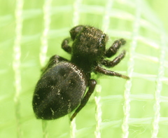 Phidippus olympus