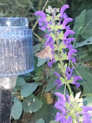 Hyles euphorbiae