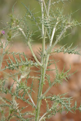 Galactites tomentosus