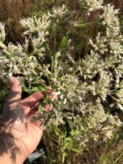 Eupatorium altissimum