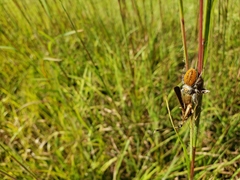 Phidippus cardinalis