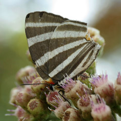 Panthiades bathildis