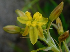 Bulbine cepacea
