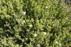 Lampranthus mucronatus
