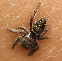 Phidippus olympus