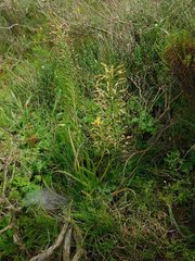 Bulbine cepacea