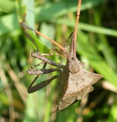 Coreus marginatus