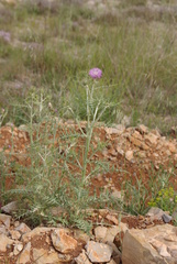 Galactites tomentosus
