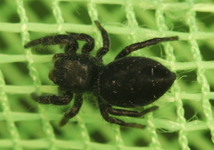 Phidippus olympus