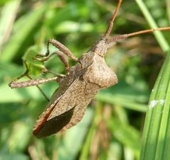 Coreus marginatus