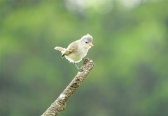 Camptostoma obsoletum