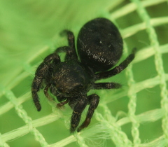 Phidippus olympus