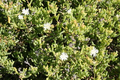 Lampranthus mucronatus