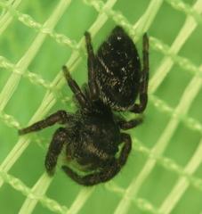 Phidippus olympus