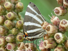 Panthiades bathildis