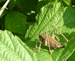 Pholidoptera griseoaptera