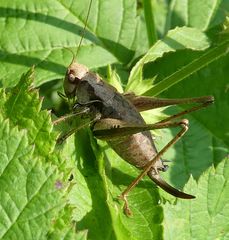 Pholidoptera griseoaptera