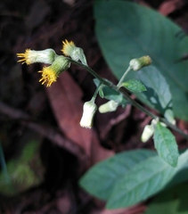 Blumea formosana