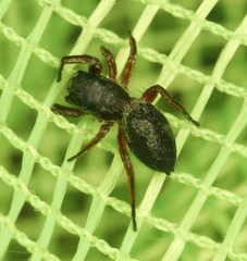 Tutelina similis
