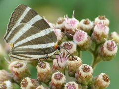Panthiades bathildis
