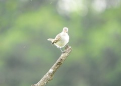 Camptostoma obsoletum