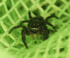 Phidippus olympus