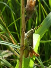 Chorthippus dorsatus