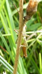 Chorthippus dorsatus
