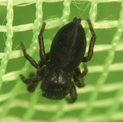 Phidippus olympus