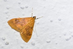 Pyrausta aurea