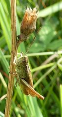 Chorthippus dorsatus
