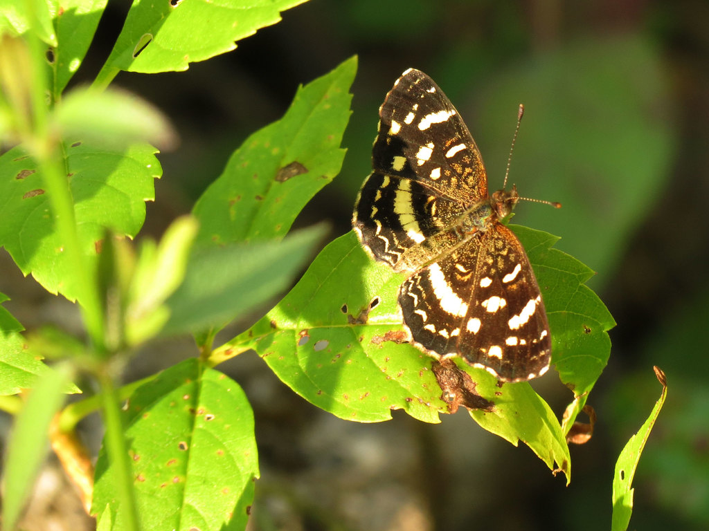 Pale-banded Crescent