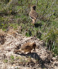 Galerida magnirostris magnirostris