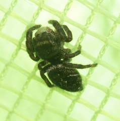 Phidippus olympus