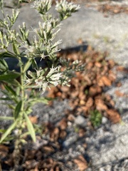 Eupatorium altissimum