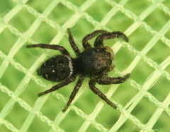Phidippus olympus