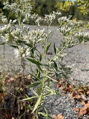 Eupatorium altissimum
