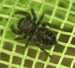 Phidippus olympus