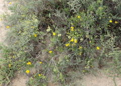 Osteospermum sinuatum sinuatum